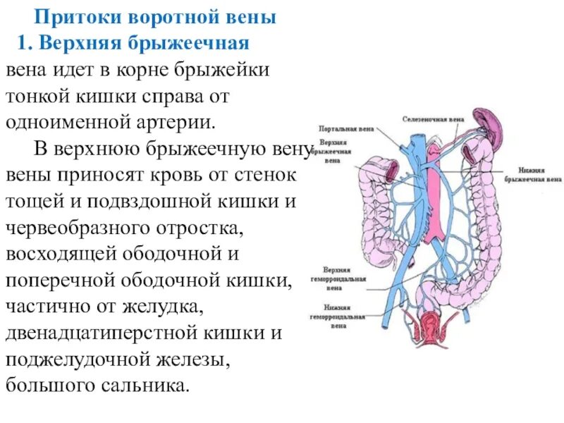 Нижняя полая Вена нижняя брыжеечная Вена. Селезеночная Вега анатомия. Верхняя и нижняя брыжеечная Вена топография. Воротная Вена верхняя брыжеечная.