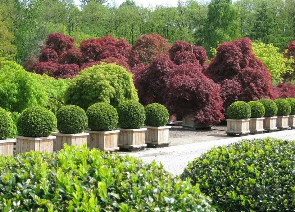 Дерево в виде куста. Herrenhausen самшит. Самшит и Кипарис. Самшит в Никитском Ботаническом саду.