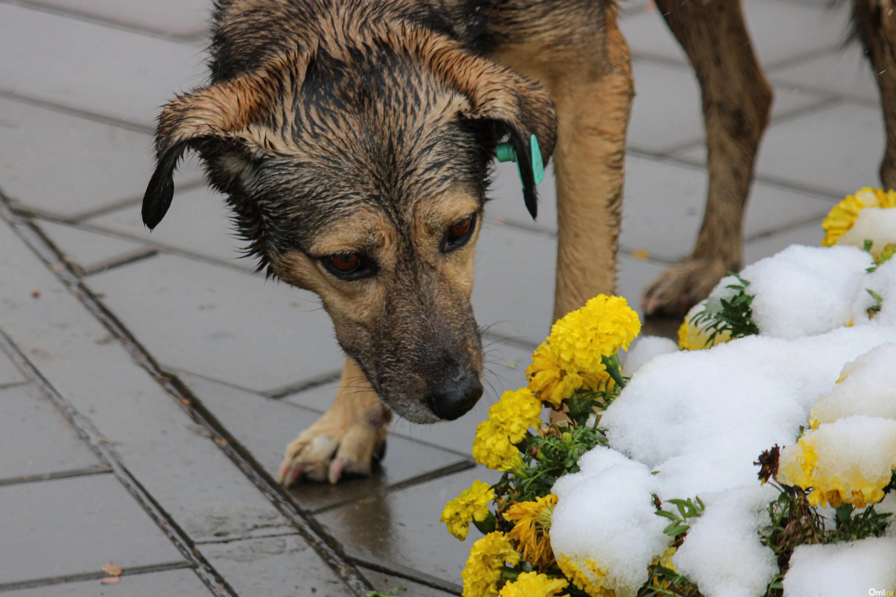 Воскресенье 23 октября. Бездомные собаки. Доброе утро омичи. Сердитая и грустная собаки. Собака в снегу арт.