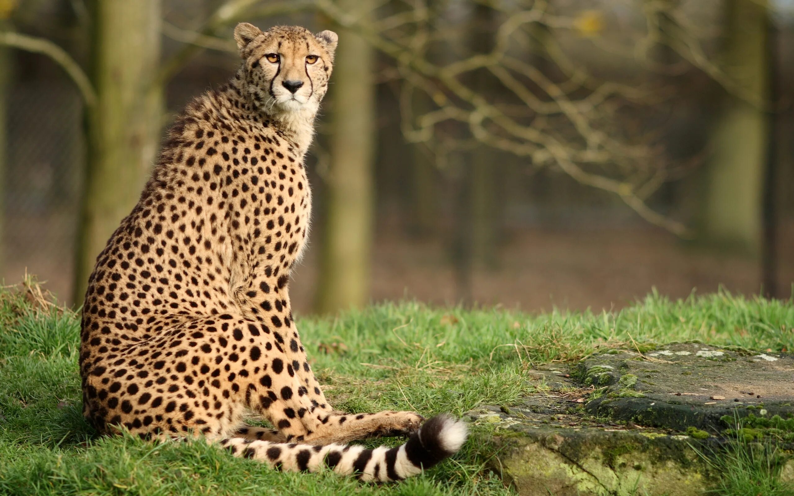 Cheetah (гепард). Южноафриканский гепард.