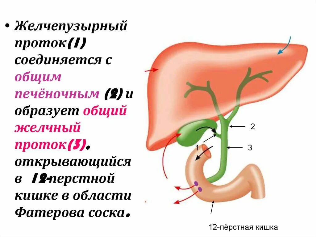 Что будет если удалить желчный пузырь. Анатомия физиология печен. Выводной проток желчного пузыря. Общий печеночный проток образуют. Сосочек 12 перстной кишки.