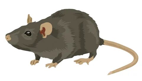 Rat Gif - GIFcen.
