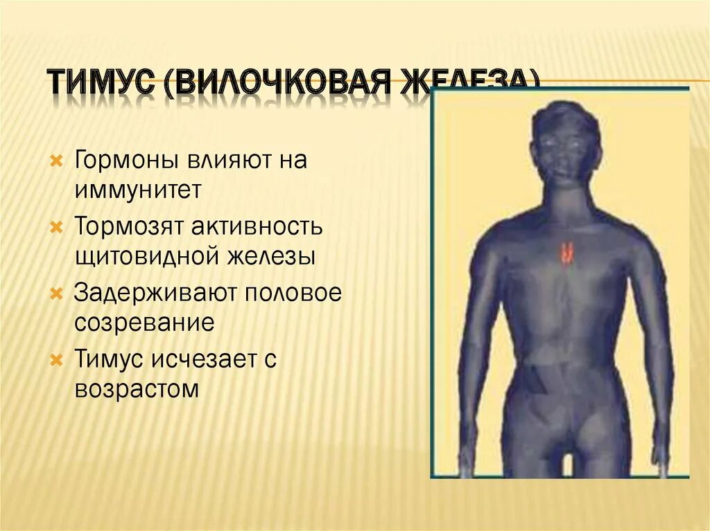 Вилочковая гормоны и функции. Вилочковая железа гормоны. тимус вырабатывает гормон. вилочковая железа гормоны влияние. вилочковая железа иммунитет.