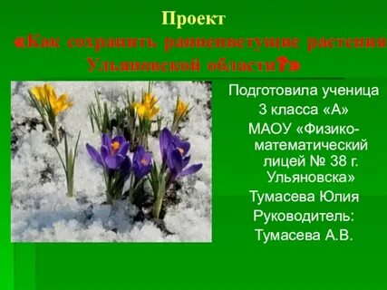 Что служит кладовыми у раннецветущих