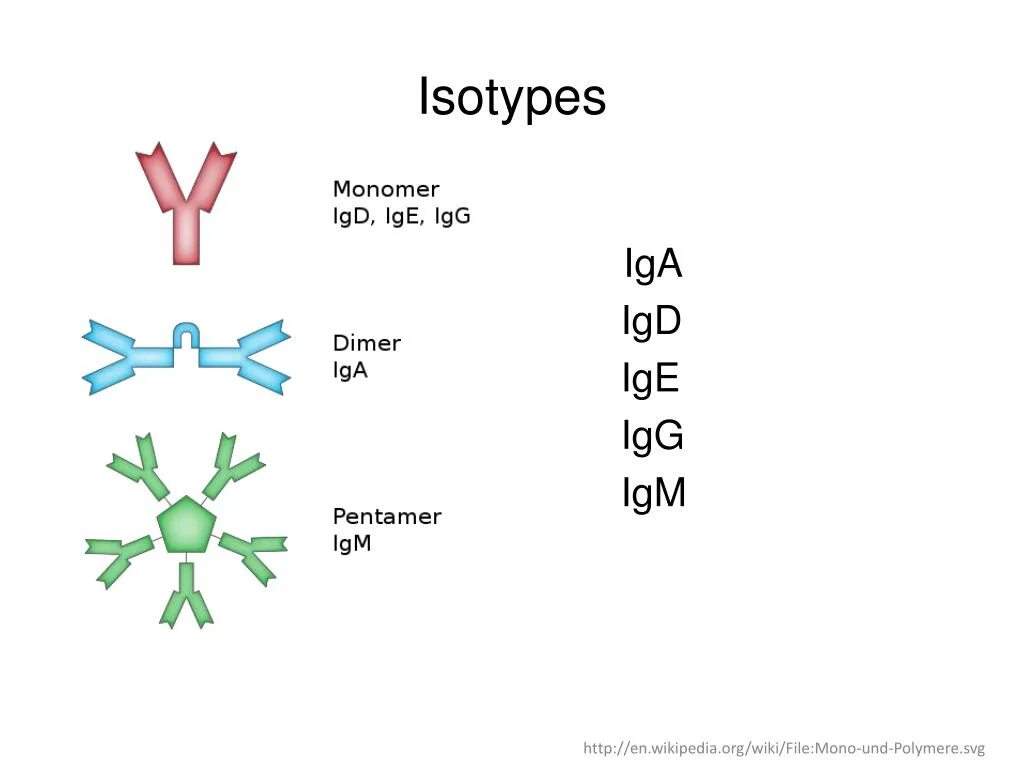Иммуноглобулин igm igg. Igg4 отличие от IGG. Разница между IGE И IGG. Разница между антителами IGM, IGE, iga, IGG. IGE IGG аллергия.