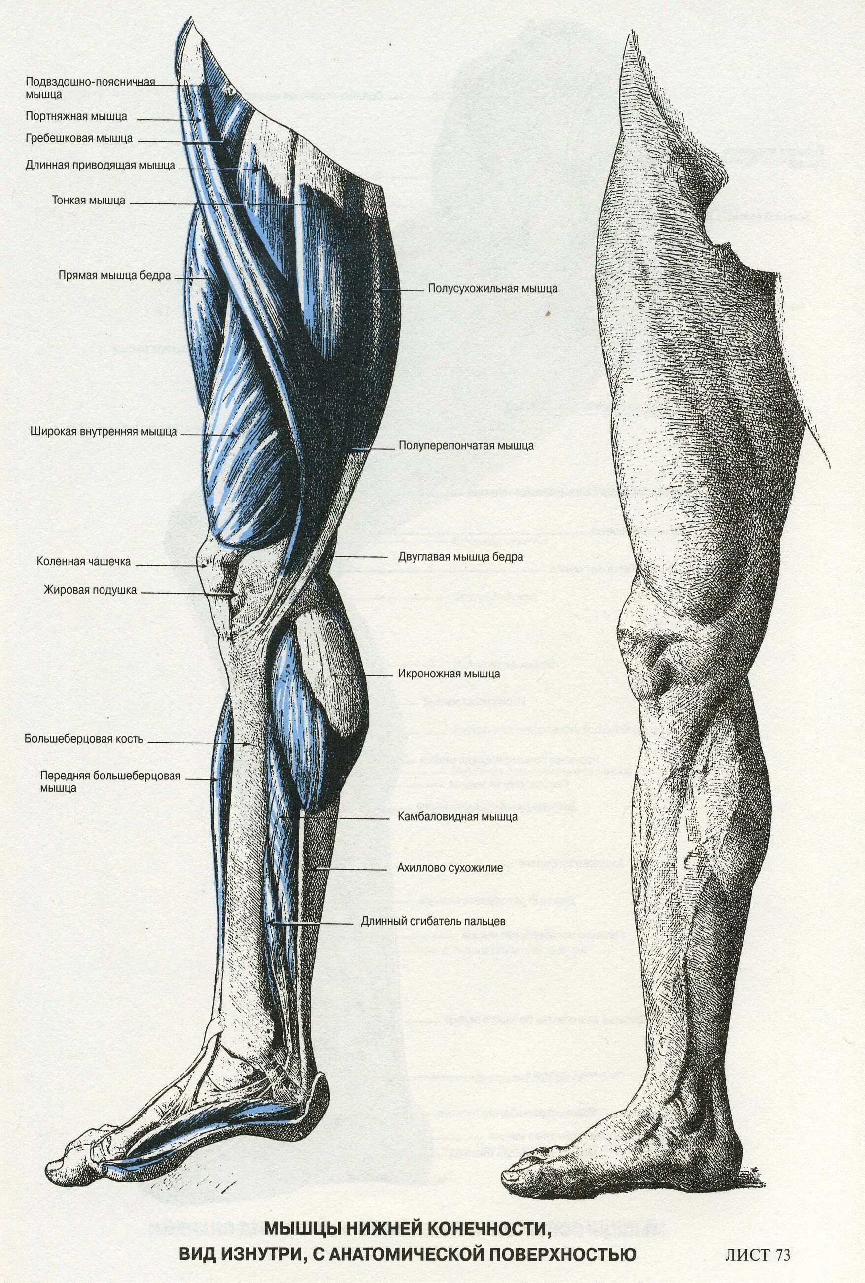 Мышцы нижней конечности вид сбоку. Анатомия мышц ног сбоку. Мышцы ноги спереди анатомия. Мышцы нижней конечности анатомия строение. Часть ноги на б