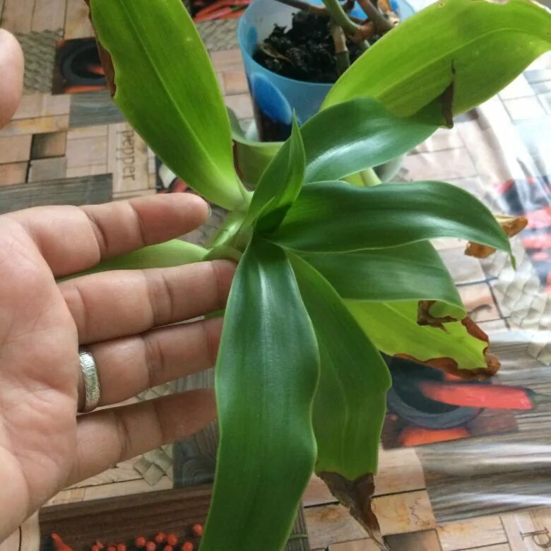 каллизия душистая цветок. растение каллизия золотой ус. каллизия золотой ус. каллизия золотой ус цветок. каллизия душистая фрагранс.