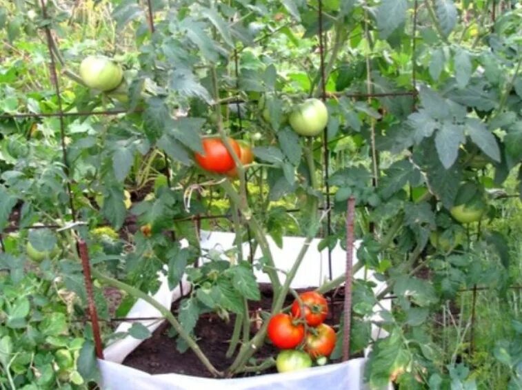 Выращивание помидоров для начинающих. Помидоры в мешках в открытом грунте. Помидоры в теплице в мешках. Выращиваем помидоры в мешках. Посадка помидор в мешки.