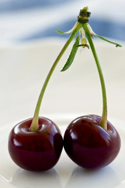 Second cherry