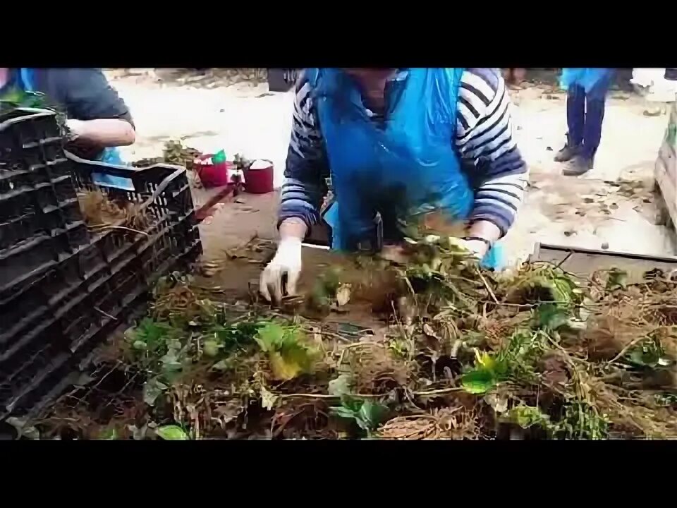 Дачник купил а саженцев клубники. Сортировка саженцев. сбор клубники в польше. вакансия сортировка саженцев клубники. конструкция для сортировки саженцев.