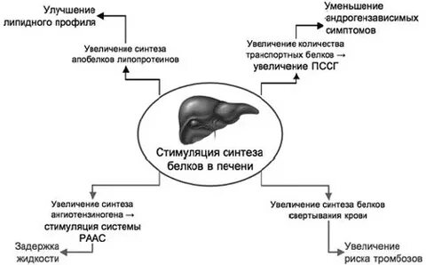 Метаболические функции печени