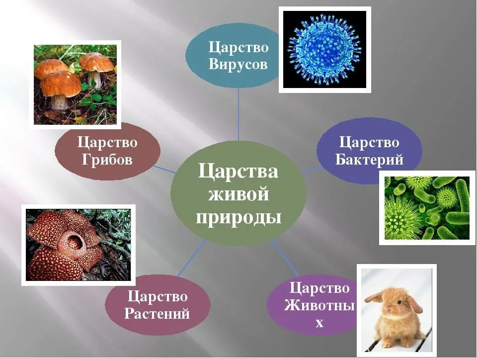 Презентация многообразие бактерий и вирусов. Царство животных царство растений царство грибов царство бактерий. Царства живой природы 5 класс биология. Царство растений животных грибов бактерий вирусов. Царства живой природы животные биология 5 класс.