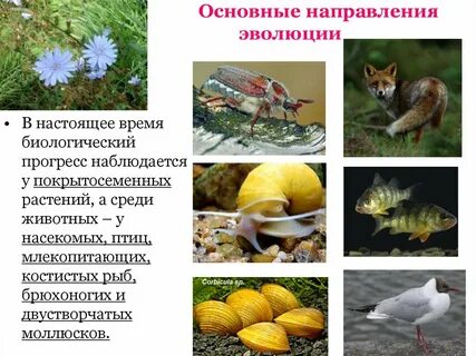 Основные направления животных