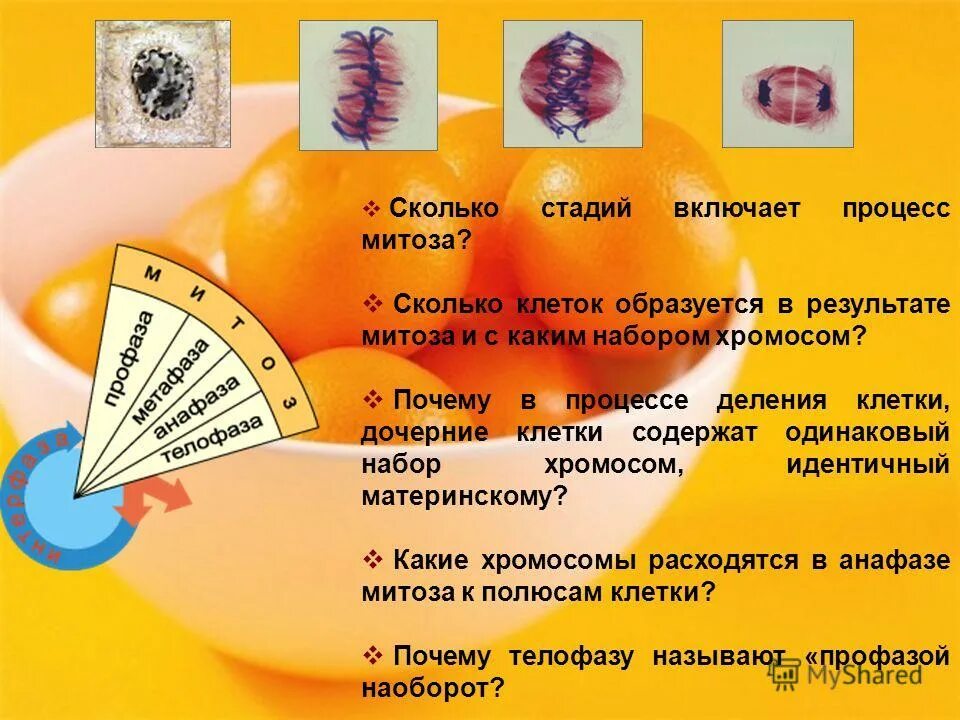 Сколько клеток содержит. Сколько клеток содержит. Сколько клеток содержит. Содержание воды в клетках человека. Сколько клеток содержит.