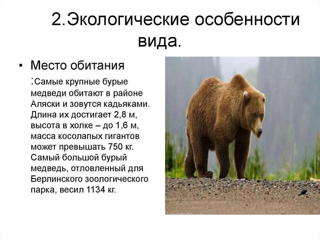 Какую среду освоил медведь. Бурый медведь энциклопедия для детей. Виды медведей. Описание медведя. Бурый медведь описание.