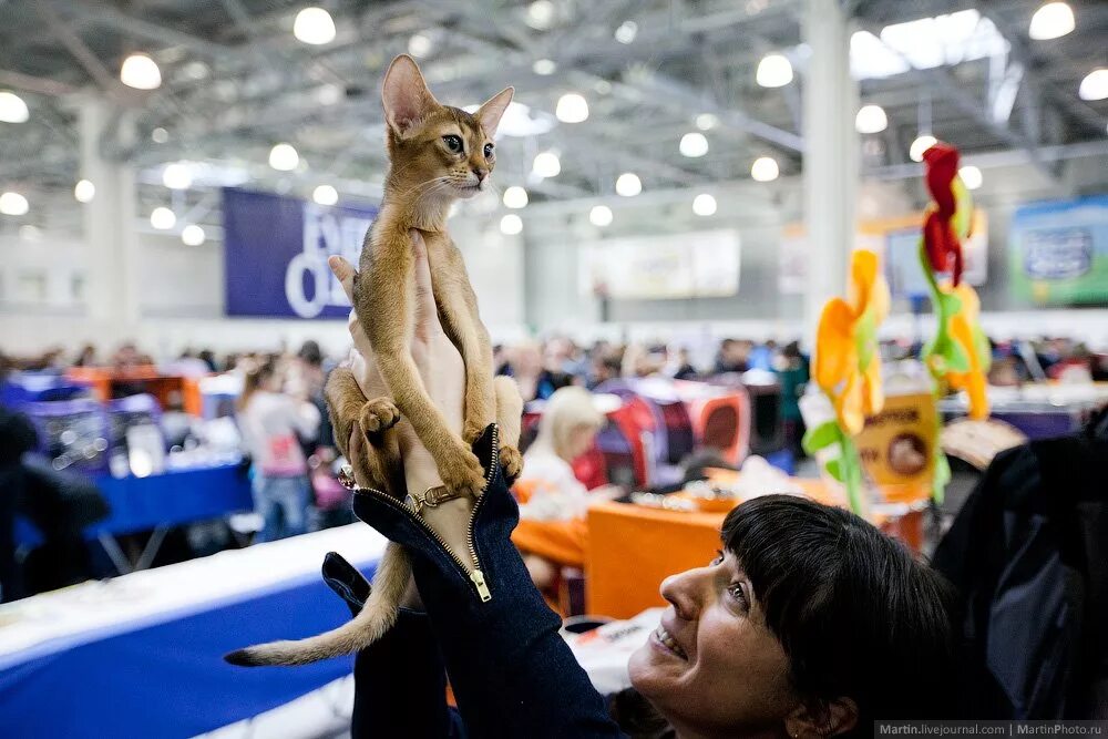 Международная выставка кошек. Всемирная выставка кошек. Выставка кошек ВДНХ. Кэтсбург. Выставка кошек экспо