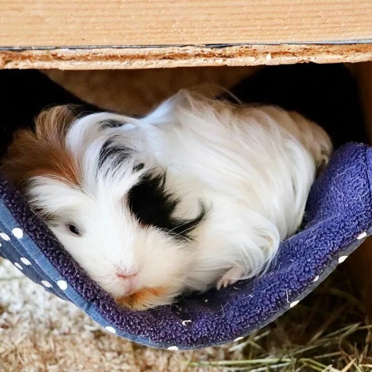 Как спят морские свинки фото Pin de な お こ つ じ む ら en も る も っ と Juguetes para cobayas, Cobayas mascota, Cobaya