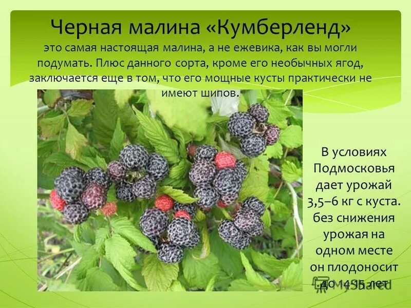 Малина черноплодная Кумберленд - купить с доставкой по выгодным ценам в интернет