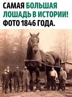 Песня больше не кобыла