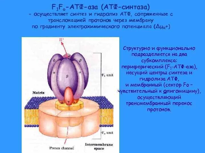 АТФ синтаза f1 f0. Функции АТФ синтазы. АТФ синтаза строение биохимия. АТФ синтаза Синтез АТФ.