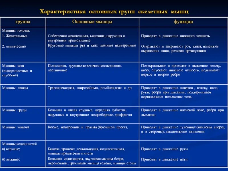 Работа и функции мышц. Таблица группы скелетных мышц 8 класс биология. Таблица мышцы человека и их функции 8 класс биология. Группы мышц и их функции таблица 8 класс. Таблица по биологии строение и функции скелетных мышц.