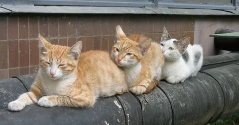 Котики греют
