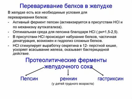 Ферменты переваривающие белки