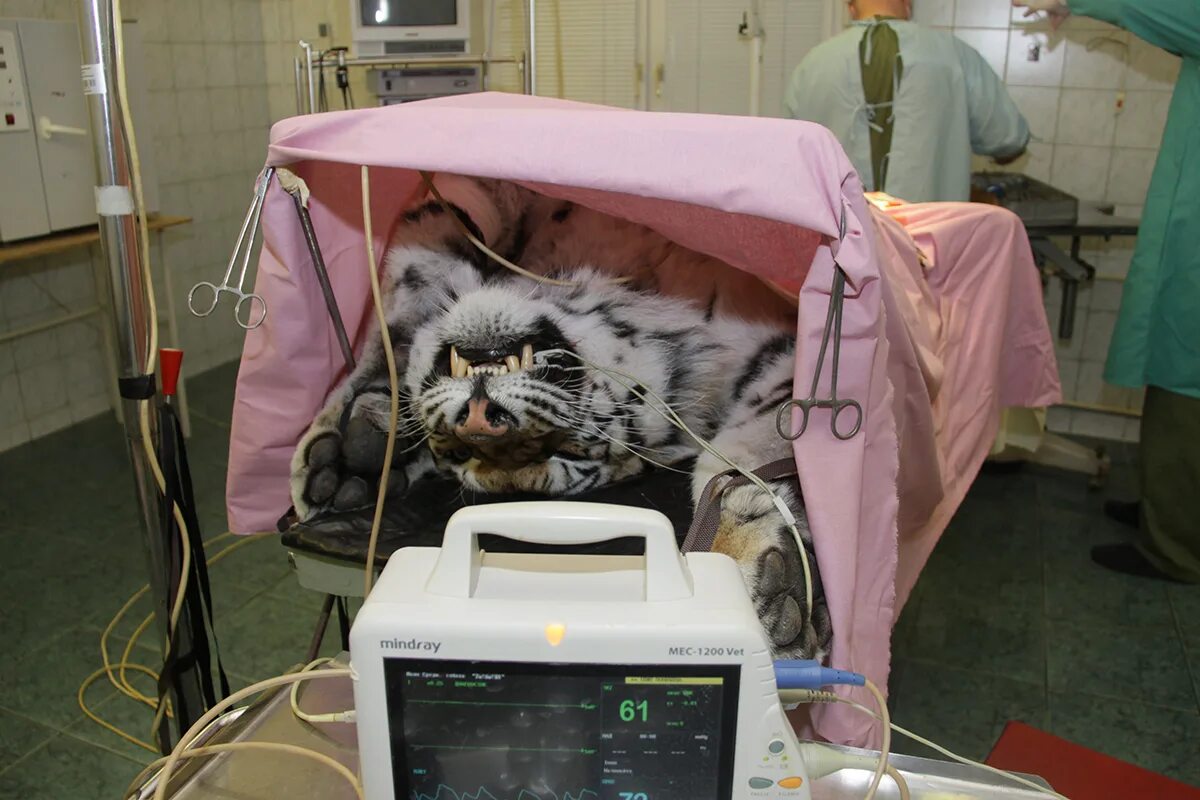 Захаров михаил дмитриевич ветеринар. Ветеринарная клиника. Центр травматологии животных. Самошкин ветеринарный врач. Ветеринар с собакой.