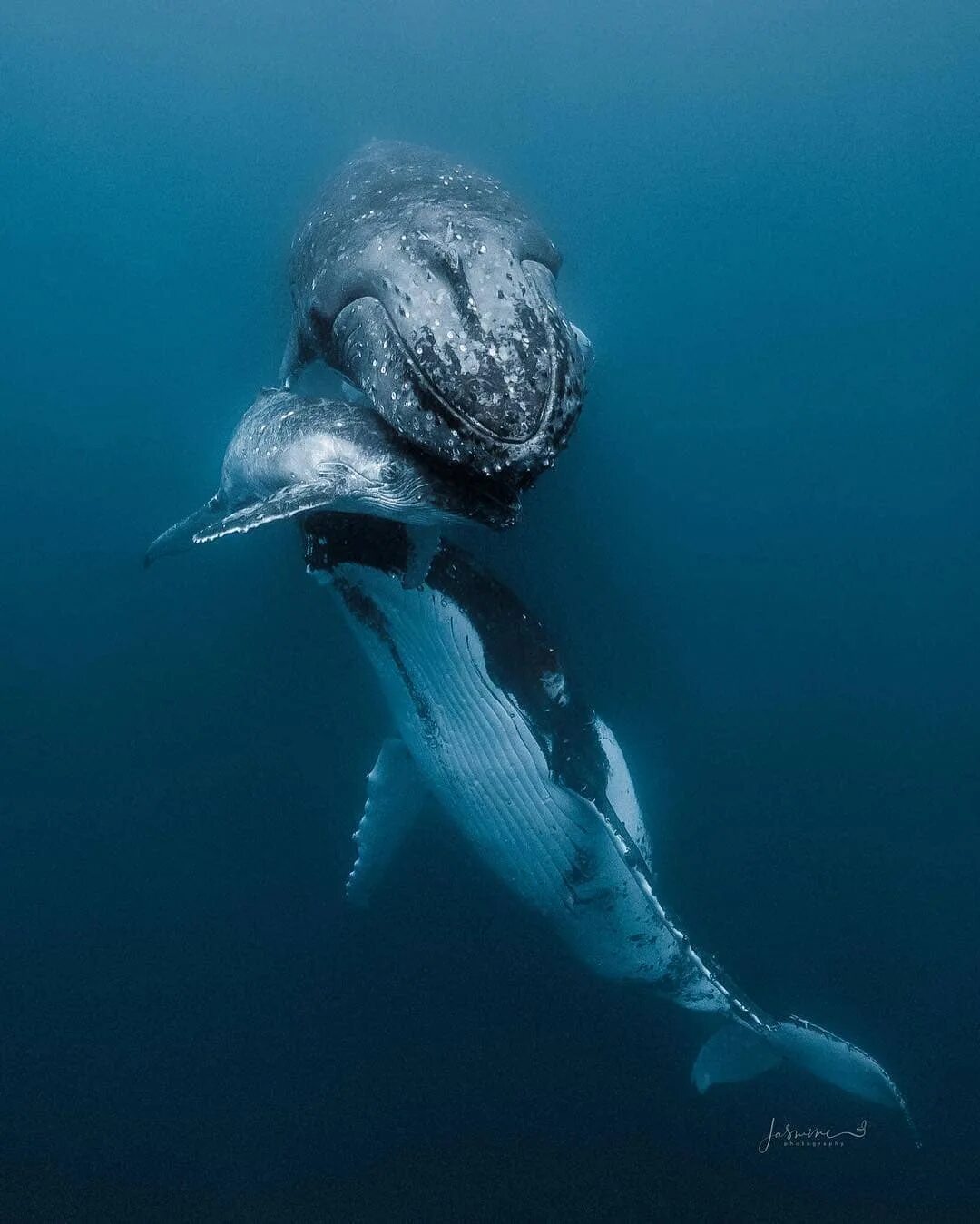 (mola mola) рыба солнца. Рыба луна мола мола. Humphead wrasse. Обыкновенная острохвостая луна-рыба. Большие подводные животные.