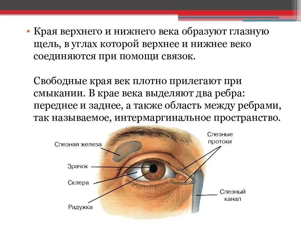 Причины почему дергается нижнее веко. Строение глаза верхнее и нижнее веко. Строение века анатомия. Как называется снизу глаза.