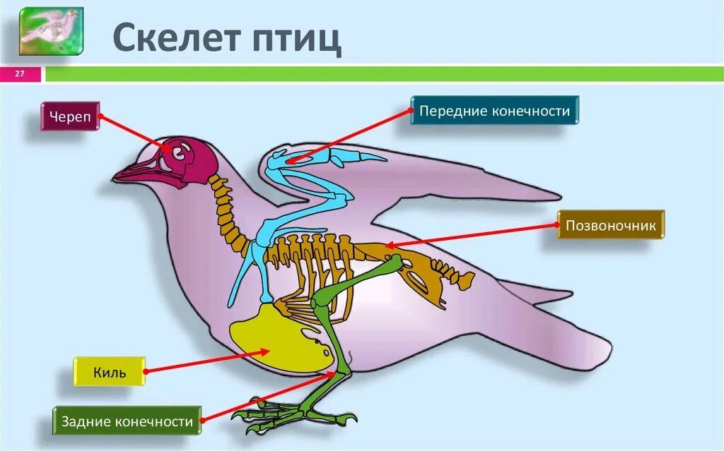 Сколько отделов у птиц