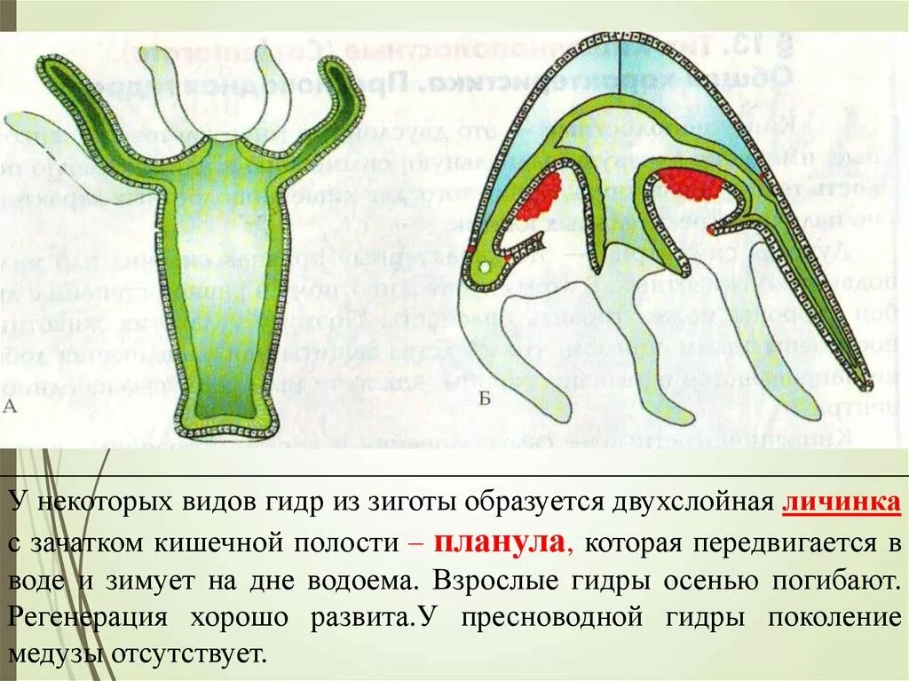 Личинка кишечнополостных. Цикл развития кишечнополостных. Червяки кишечнополостные. Личинка кишечнополостных. Полость тела кишечнополостных.
