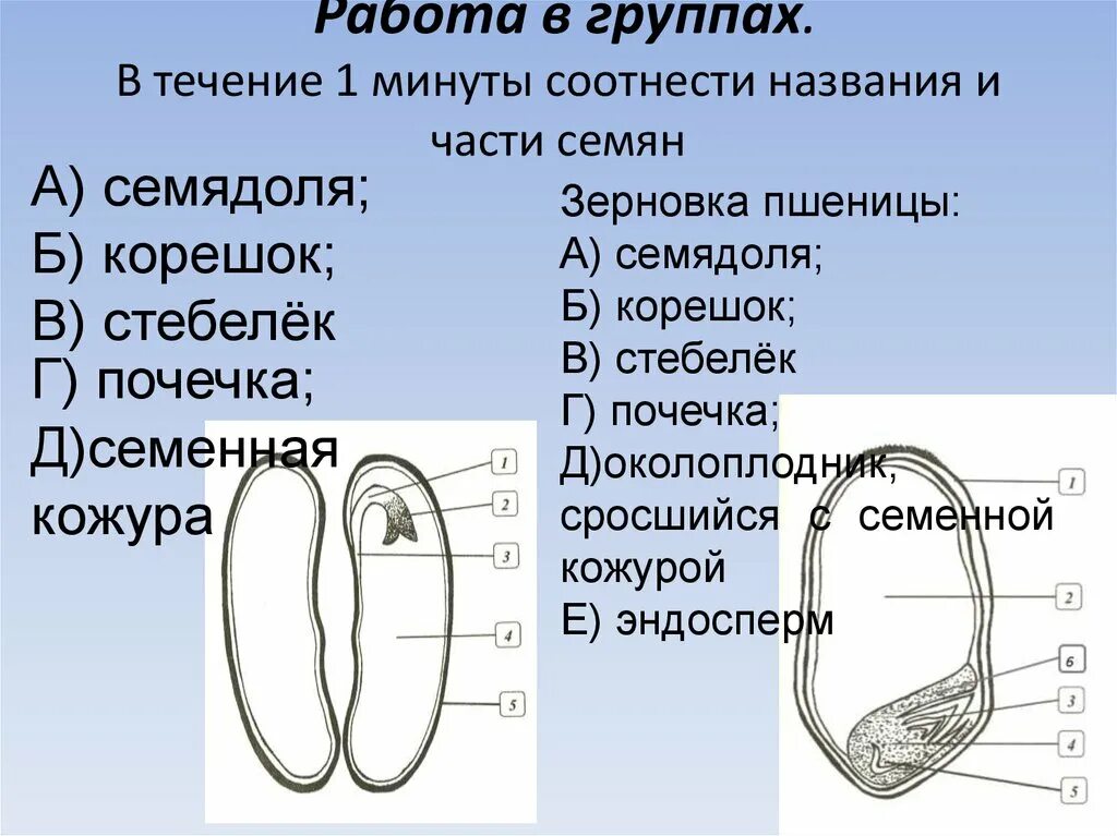 Почечка состоит. Название частей семени. Названикичастей семени. Эндосперм и семядоли. Семядоли представляют собой.