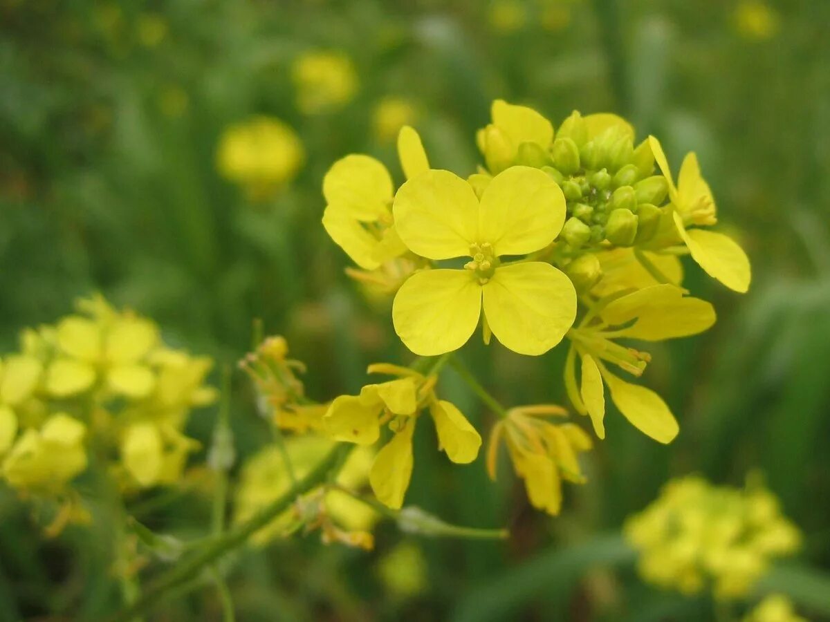 горчица сарептская растение. ). горчица белая семейство крестоцветные. Sinapis alba горчица белая. крестоцветные сидераты.