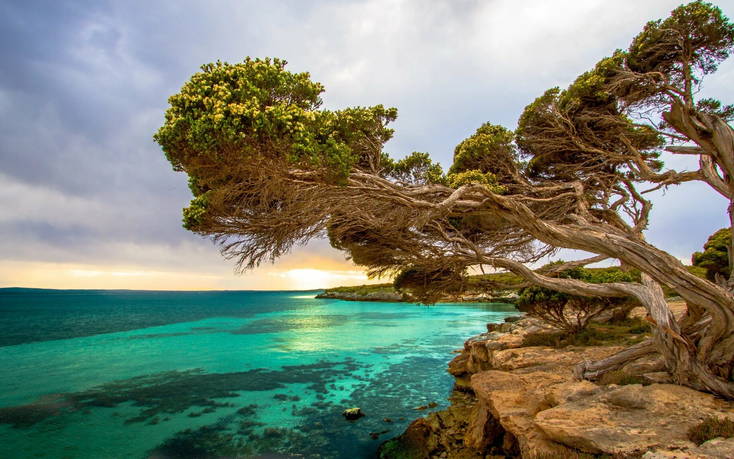 Кипарисовые сосны Австралии. Карибское тиковое дерево. Южная Кипарисовая сосна Австралия. Красивое дерево. Хвойный океан