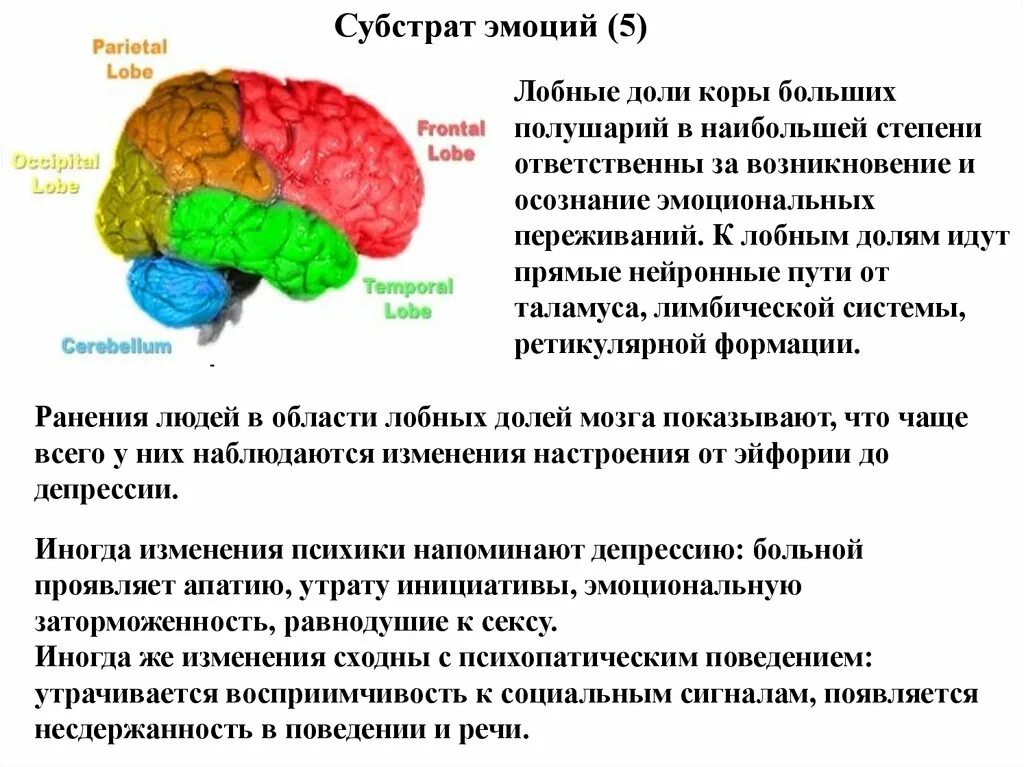 Лобный отдел функция. Лобные доли и эмоции. Доли коры больших полушарий. Психофизиология эмоций.