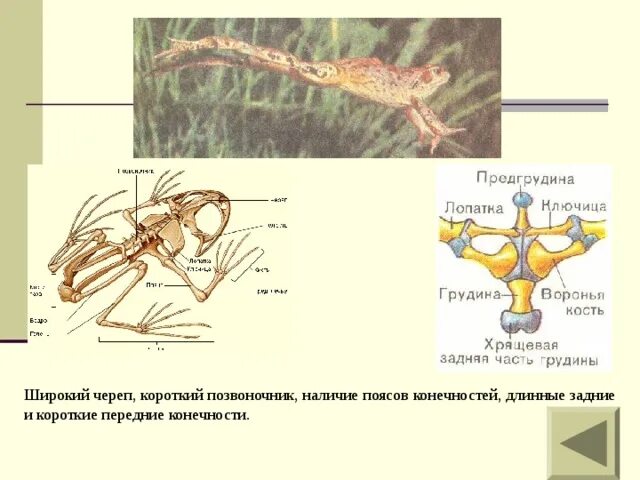 Скелет лягушки вороньи кости. Скелет лягушки пояс передних конечностей. Коракоид у лягушки. Воронья кость у амфибий.