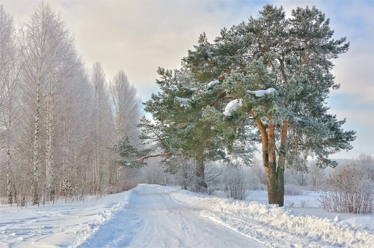 Иней на деревьях в городе. Свеча на снегу. Афиша новый год заходи новый год заводи хоровод. На дворе стоял рождественский мороз. Зимние пейзажи художника владимира юрьевича жданова.