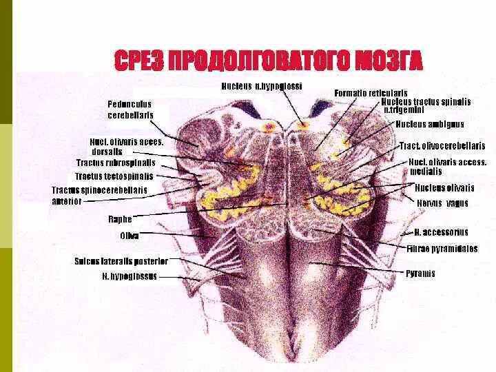 Переключательные ядра продолговатого мозга. Ядро оливы продолговатого мозга. Внутреннее строение продолговатого мозга ядра. Функция ядра оливы продолговатого мозга:.