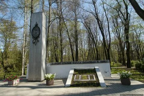 Сосновый бор ломоносов