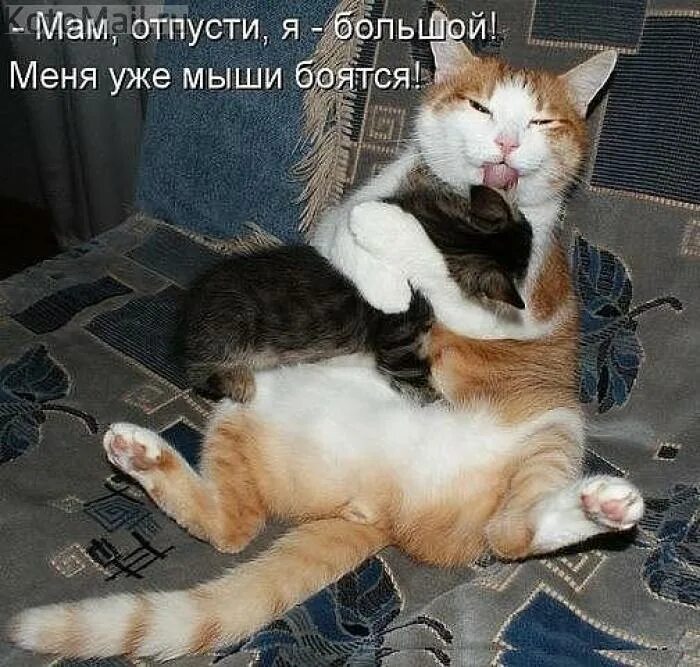 Смешные котята с надписями. Котенок сказал мама. Любимому котику. Прикольные кошки с надписями. Котенок сказал мама.