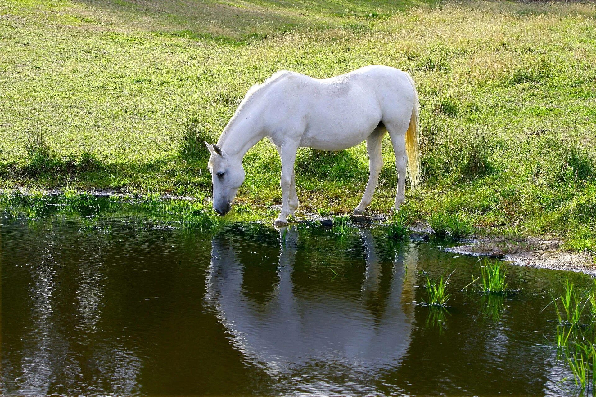 Horse drink. Коннемара лошадь. Белая лошадь. Лошади на водопое. Лошади в воде.