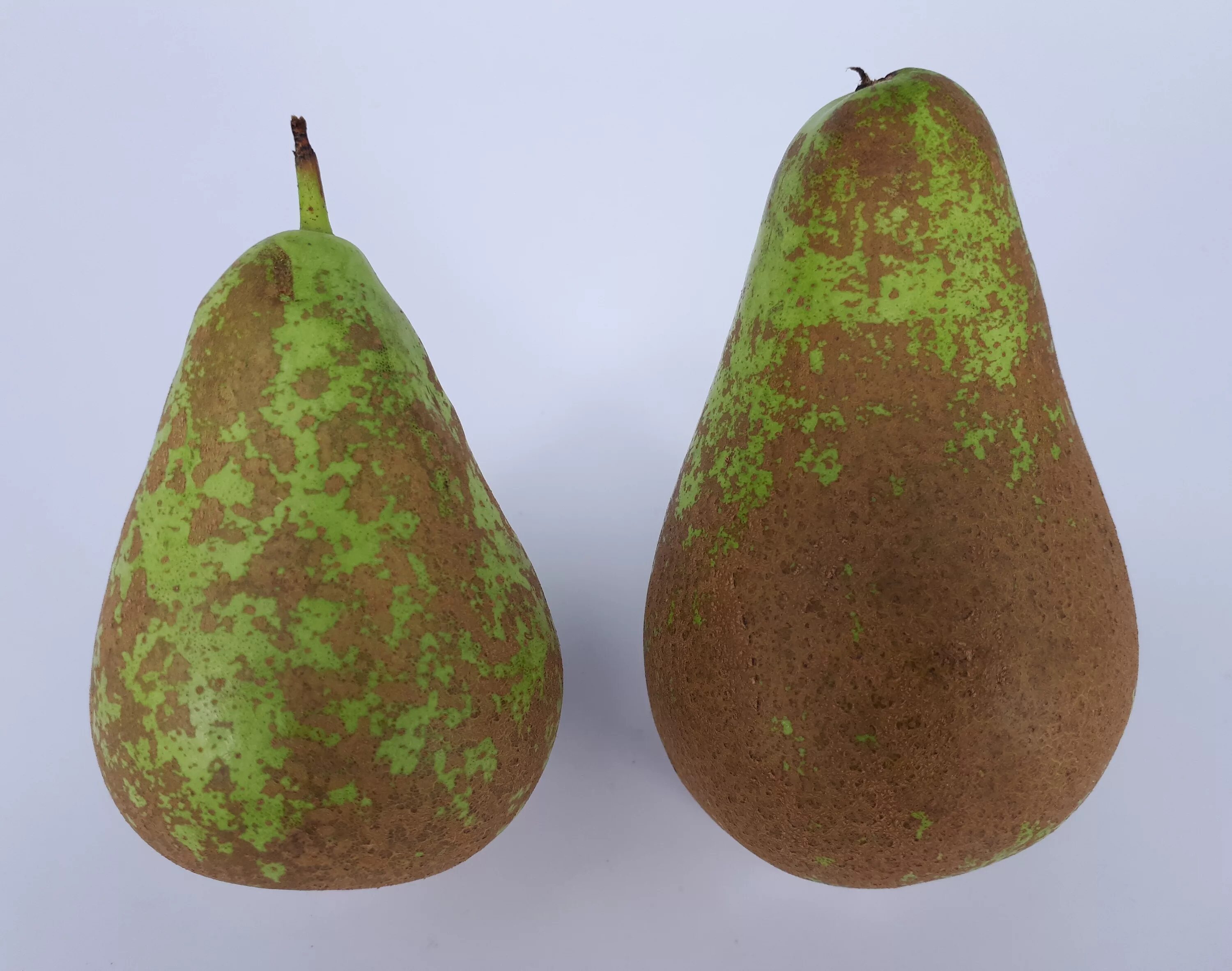 Груша 2017. Груша эпл. Груша в 3d. Яблоки и груши. Груша 3д.