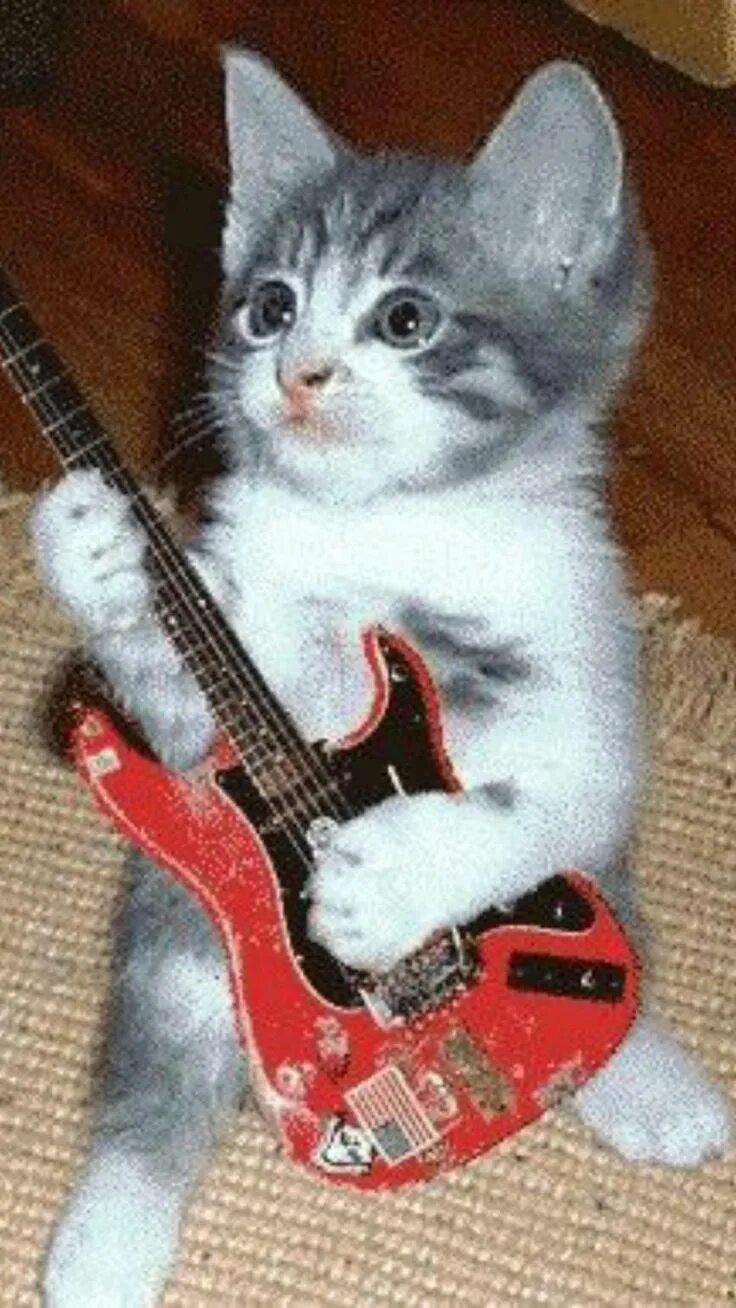 Кошки играющие на гитаре