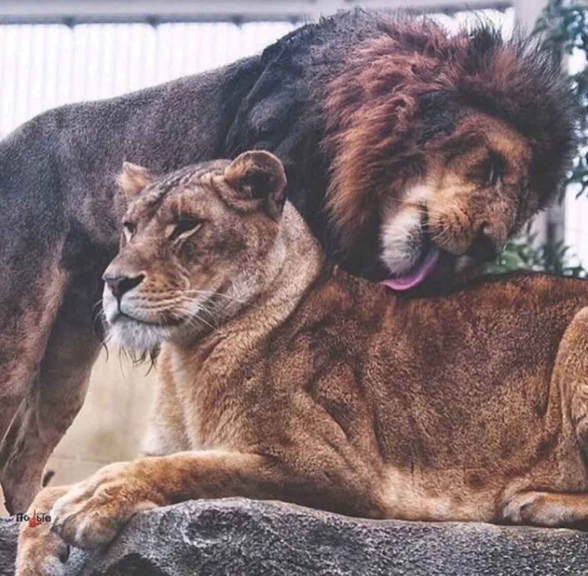 Нужно быть львом. Лев и Львенок. Лев и тигр. Тигр и львица. Львы обнимаются.