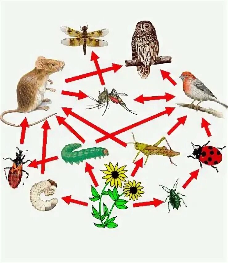 Пищевая цепь нектар муха. Пищевая цепь. Длинная пищевая цепочка. Цепочка питания животных. Пищевая цепь животных.