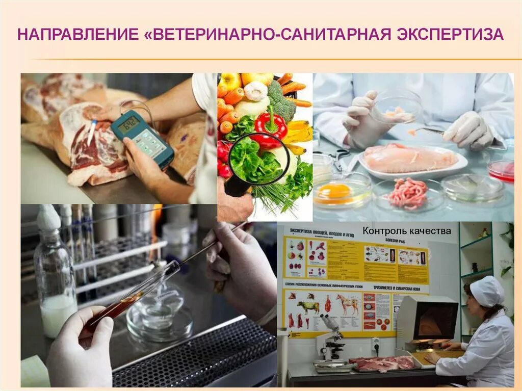 Организация санитарной экспертизы. Ветеринарная экспертиза. Ветеринарно-санитарная экспертиза. Экспертиза продуктов. Ветеринарно санитарная экспертиза продукция.