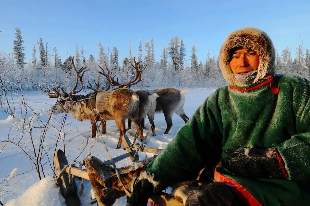 Народы тайги в россии. Ханты и манси в тайге. Манси оленеводство. Тайга ненцы.