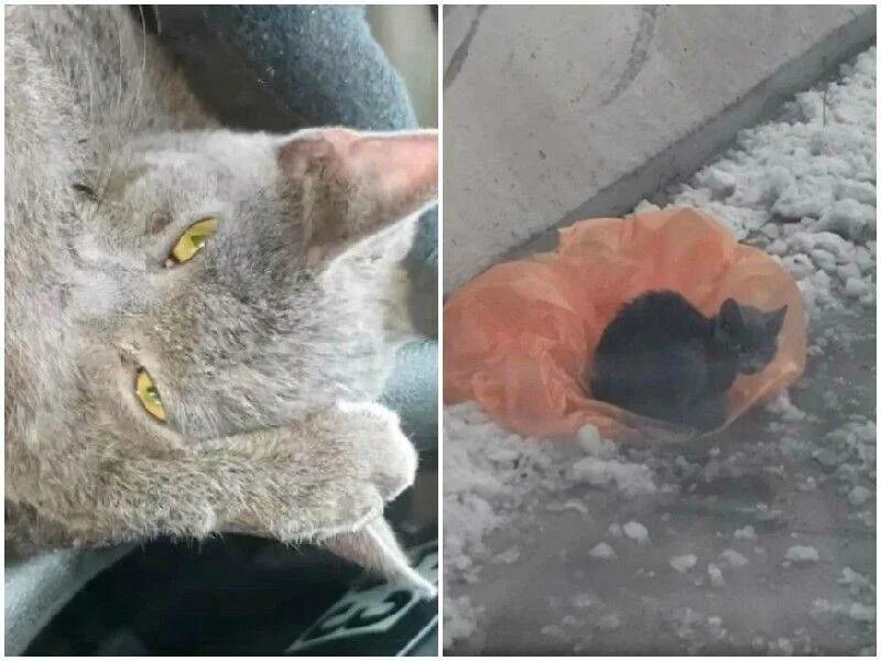Мимо котенок