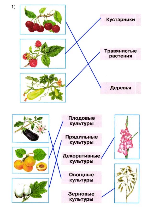 Запиши названия культурных растений. Культурные растения. Овощные и плодовые культуры. Культурные растения плодовые названия. Культурные растения примеры.